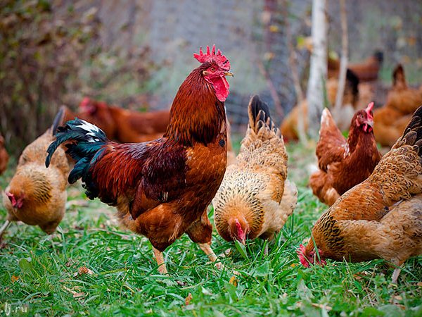 Породы куриц | ЗооТом - продажа, вязка и услуги для животных в Томарях