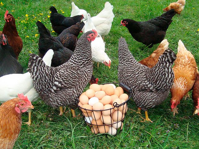 Содержание кур и уход за ними | ЗооТом - продажа, вязка и услуги для животных в Томарях