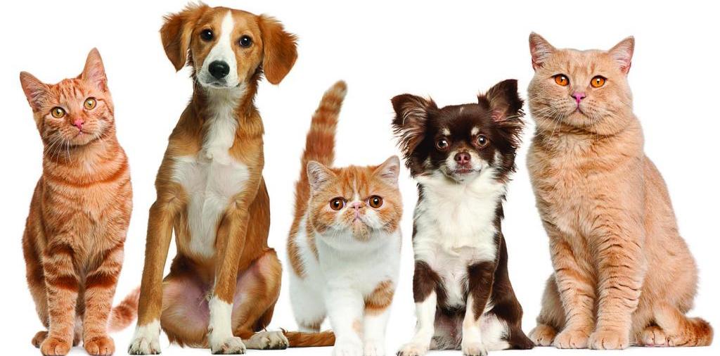 Доска объявлений о животных | ЗооТом - продажа, вязка и услуги для животных в Томарях