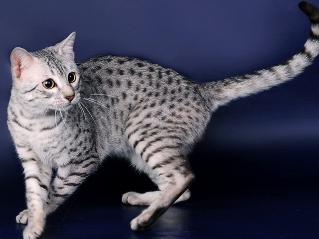 Породы кошек в Томарях | ЗооТом портал о животных