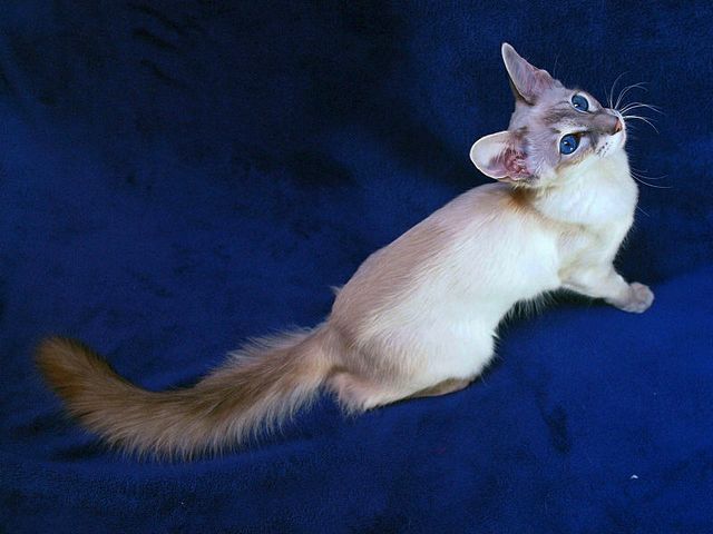 Выведенные породы кошек в Томарях | ЗооТом портал о животных