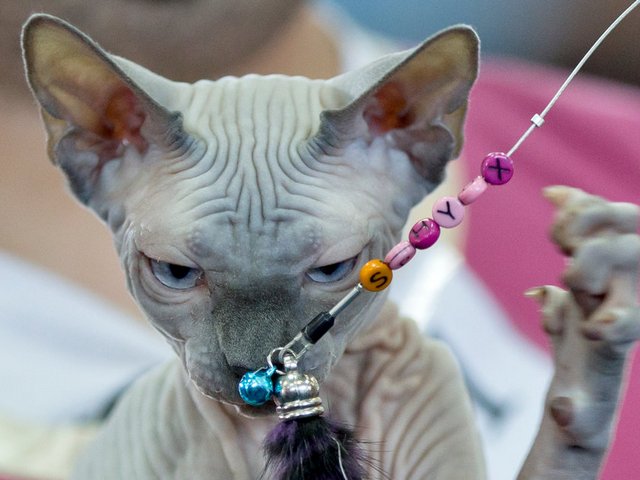 Выставки кошек в Томарях | ЗооТом портал о животных