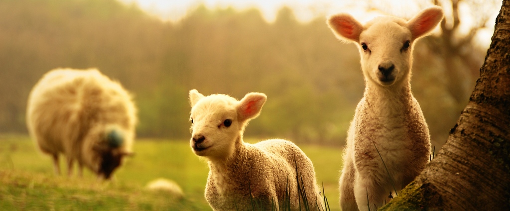 Объявления о сельскохозяйственных животных | ЗооТом - продажа, вязка и услуги для животных в Томарях
