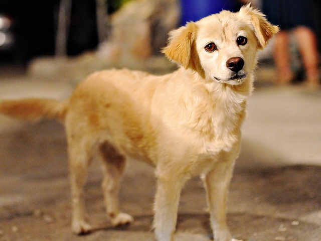 Породы собак в Томарях | ЗооТом портал о животных