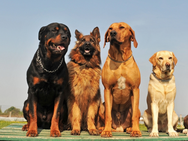 Крупные породы собак в Томарях | ЗооТом портал о животных