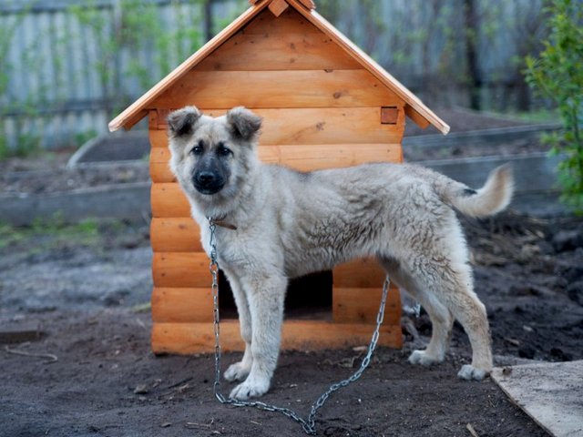 Все о собаках в Томарях Все о собаках в Томарях
